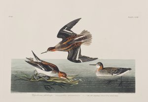 Ilustración de 