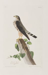 Ilustración de 