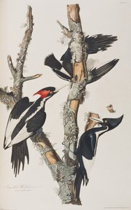 Ilustración de 