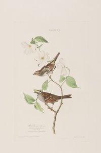 Ilustración de 