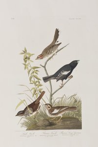 Ilustración de 