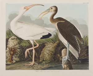 Ilustración de 