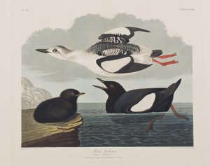 Ilustración de 