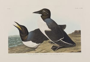 Ilustración de 
