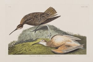 Ilustración de 