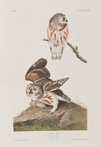 Ilustración de 