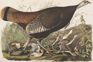 Ilustración de 