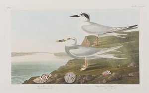 Ilustración de 