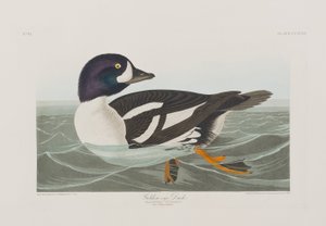 Ilustración de 