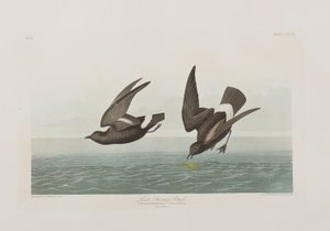 Ilustración de 