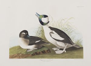 Ilustración de 