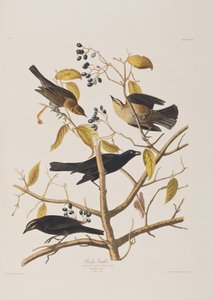 Ilustración de 