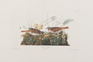 Ilustración de 