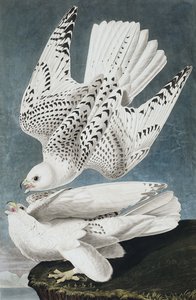 Halcón Jer o de Islandia, Falco Islandicus, de "The Birds of America" por John J. Audubon, pub. 1827-38 de John James Audubon