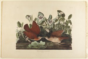  de John James Audubon