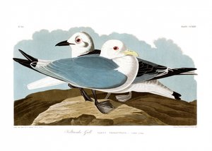  de John James Audubon