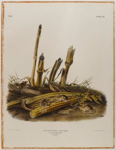 Ratón de cosecha pequeño