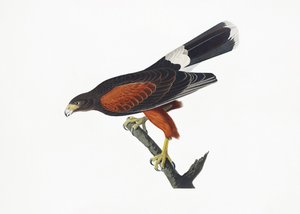  de John James Audubon