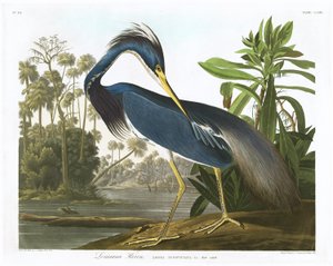 Garza de Luisiana, 1834