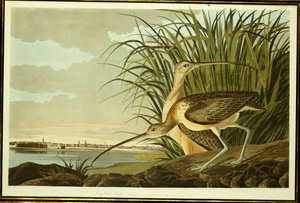 Zarapito macho y hembra de John James Audubon