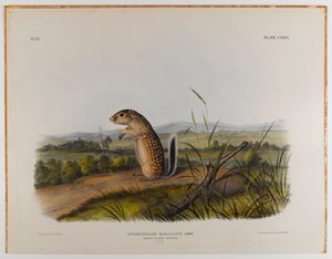 Ardilla marmota mexicana de John James Audubon