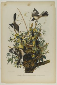 Sinsonte de John James Audubon