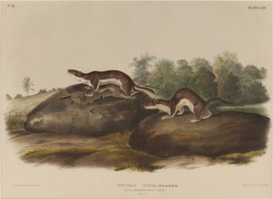 Mustela Fusca de John James Audubon