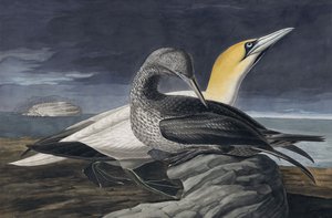 Alcatraz del Norte, Morus Bassanus, de 
