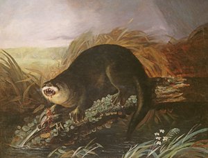 Nutria atrapada en una trampa de John James Audubon