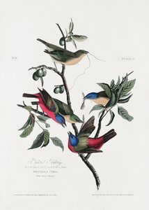 Pinzón pintado, de *Birds of America* (1827) de John James Audubon