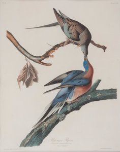 Paloma mensajera de John James Audubon