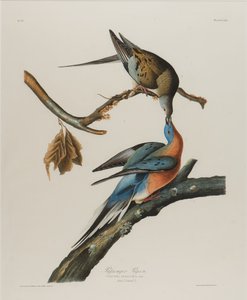 Paloma pasajera de John James Audubon