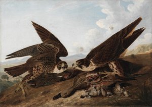 Halcón peregrino (Halcón patirrojo) de John James Audubon