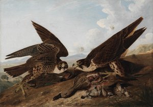Halcón peregrino