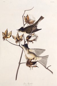 Pewit Flycatcher. De The Birds of America, 1827-1838 de John James Audubon