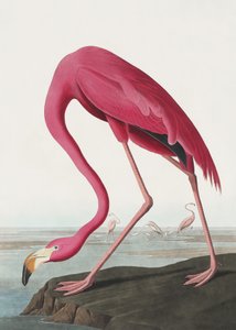  de John James Audubon