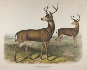 Cervus Richardsonii, Aud & Bach. Ciervo de cola negra de Columbia, 1848 de John James Audubon