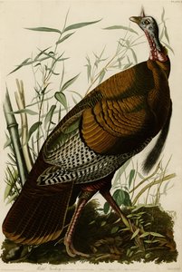 Lámina 1 de Aves de América que representa al Pavo Salvaje