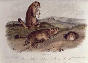 Perro de la Pradera de 