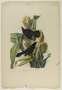 Grajo púrpura o mirlo común, impreso por Julien Bien y publicado por Roe Lockwood & Son, 1861 de John James Audubon