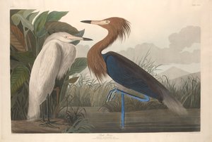 Garza púrpura, 1835 de John James Audubon
