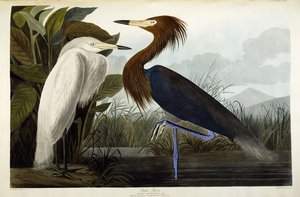Garza imperial, c.1835 de John James Audubon