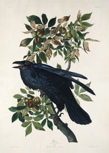  de John James Audubon