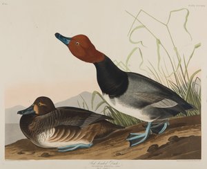 Pato de cabeza roja de John James Audubon