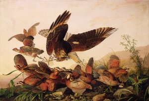 Halcón de Hombros Rojos Atacando a Perdices Bobwhite, 1827 de John James Audubon