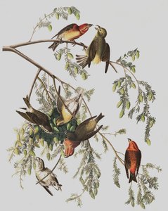 Piquituerto común, Loxia Curvirostra, de "Las aves de América" por John J. Audubon, pub. 1827-38 de John James Audubon