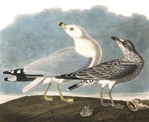 Gaviota de Pico Anillado, Larus Delawarensis, de 