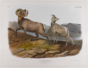 Oveja de las Montañas Rocosas, 1845