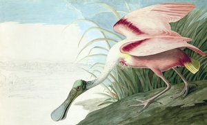 Espátula rosada, Platalea Ajaja, de "The Birds of America" por John J. Audubon, pub. 1827-38 de John James Audubon
