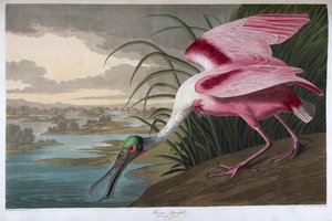 Espátula rosada. Macho adulto de John James Audubon